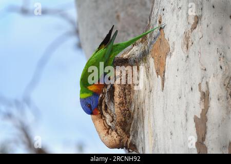 Ausgewachsener australischer Rainbow Lorikeet-Trichoglossus moluccanus-Vogel, der kopfüber auf einem Eukalyptusbaum steht und in sanftem Licht nach Nahrung sucht Stockfoto