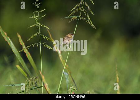 Eine Aufnahme eines australischen, nicht zuchtenden, ausgewachsenen männlichen, goldköpfigen Cisticola-Cisticola exilis-Vogels, der auf einem Pflanzenstamm sitzt Stockfoto