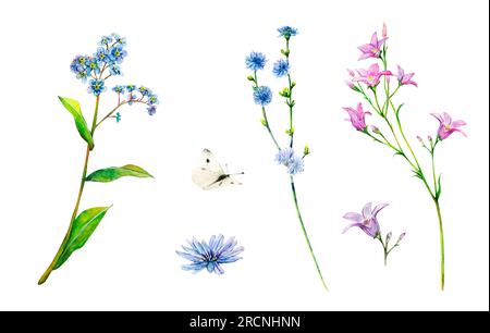 Lila und blaue Wiesenwildblumen - Feldglocke, vergessen-mich-nicht und Zichorien handgemalt. Aquarell, blumig, natürlich, zart Stockfoto