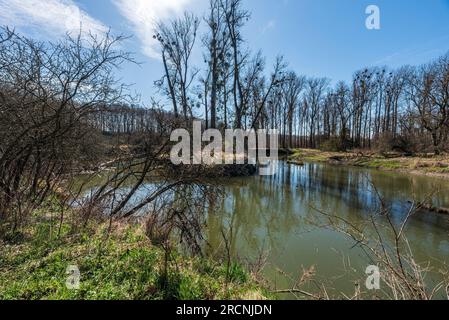 Schlängelnder Fluss Odra zwischen Petrvaldik und Studenkain CHKO Poodri in der tschechischen republik während des wunderschönen Frühlings Stockfoto