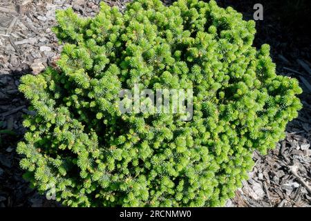 Tiny, Tree, Fichte, Picea pungens „Mrs Cesarini“, Stunted, Growth, Zwerg, Low Ideal für Felsenklettern Stockfoto