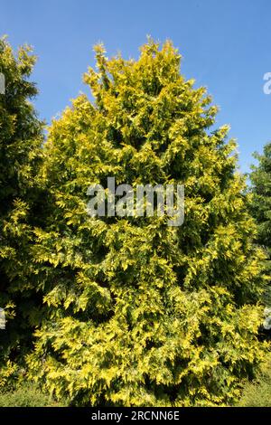 Weiße Zeder, Thuja occidentalis „Malonyana Aurea“, Goldengelb, Kultivar, Baum, Frühling, Farbe Stockfoto