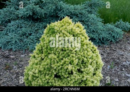 Alberta Spruce Picea glauca var. albertiana „J. W. Daisy's White“ hinten Picea obovata „Glauca“ Stockfoto