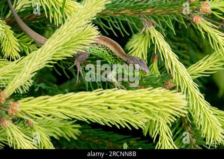 Jagd auf Fichte Triebe Lacerta agilis Reptiliensandeidechse Wildtiere Lacerta agilis männliche Frühling Evergreen Sprossen sprießen Picea abies „Roseospicata“ Stockfoto