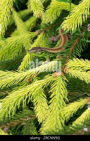 Lacerta agilis, Sandeidechse auf Picea abies 'Roseospicata' Frühling, Keime Norwegische Fichte, Triebe Äste Stockfoto