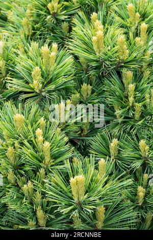 Pinus Laub Eastern White Pine Pinus Strobus „Mary Sweeny“ Grün gelbe Nadeln Weymouth Pine Pattern Pine Spring Shoots Pinus Zwerg Sorte Form Stockfoto