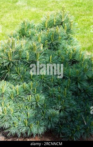 Laub, Pinus Strobus „Mary Butler“, Garten, Nadelbäume, Nadeln, östliche Weißkiefer, Weymouth Pine Stockfoto