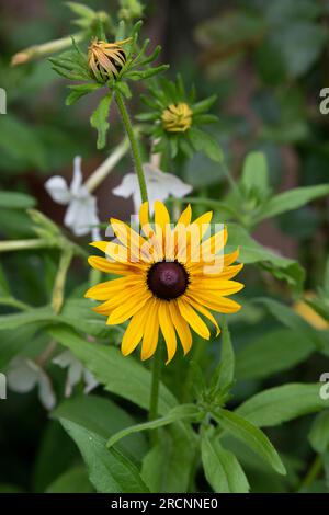 Rudbeckia. Koneblüten in einer englischen Gartengrenze Stockfoto