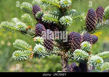 Koreanische Fir Abies koreana „Blue Maco“-Hütchen Stockfoto
