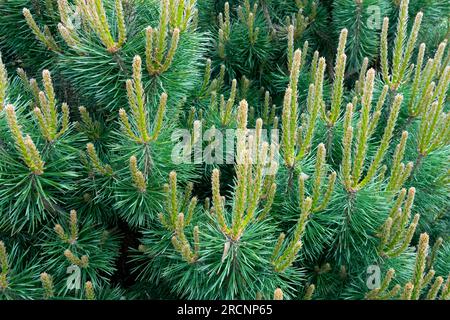 Schotte Pine, Pinus sylvestris "Westonbirt" junge Schützen Stockfoto