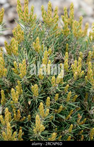 Singleleaf Pinon, Pinus monophylla 'Beat Mouse', Baum, Zwerg Stockfoto