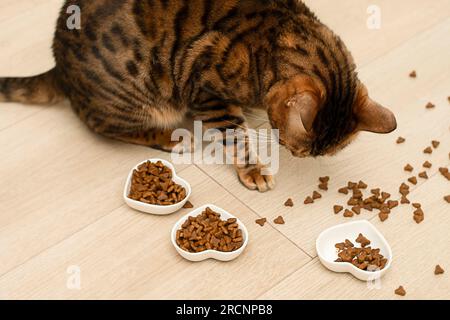 Ein Tier. Eine schöne rote Hauskatze isst aus drei Tellern in Form von Herzen. Valentinstag-Konzept. Stockfoto