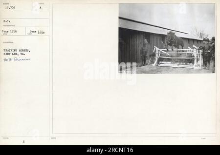 Soldaten trainieren Pferde in Camp Lee, VA, während des Ersten Weltkriegs. Dieses Bild zeigt die 80. Division, die Pferdeübungen durchführt. Es wurde im Juni 1918 von einem Fotografen aufgenommen. Stockfoto