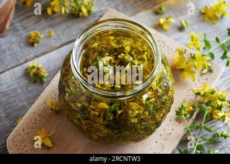 Herstellung von St. Johanniskraut-Ol aus frischen Hypericum-Blüten in einem Glasgefäß Stockfoto