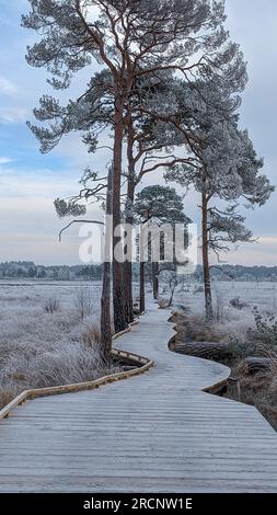 Winter Thursley Common National Nature Reserve Low Land Heide Teiche Frost Eis Sonnenlicht Glisten Frozen Board Walk Stockfoto