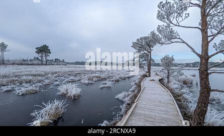 Winter Thursley Common National Nature Reserve Low Land Heide Teiche Frost Eis Sonnenlicht Glisten Frozen Board Walk Stockfoto