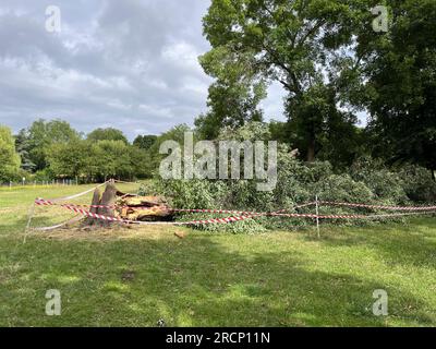 London, Großbritannien. 16. Juli 2023. Ein gefallener Baum, der gestern Nachmittag (Samstag) im Queens Park, West-London, bei starkem Wind umgeweht wurde. Wind- und Gewitterwarnungen wurden für große Teile des Vereinigten Königreichs ausgegeben, da Teile Europas eine Hitzewelle erleben. Foto: Ben Cawthra/Sipa USA Kredit: SIPA USA/Alamy Live News Stockfoto