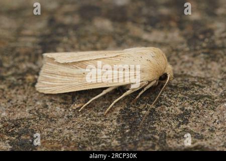 Detaillierte Nahaufnahme einer frisch entstandenen, schultergestreiften Käfermotte, Mythimna impura auf einem Stück Holz. Stockfoto