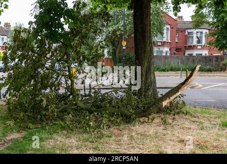 Ein umgestürzter Ast an der Straße, der schwere Verletzungen verursachen kann. Stockfoto