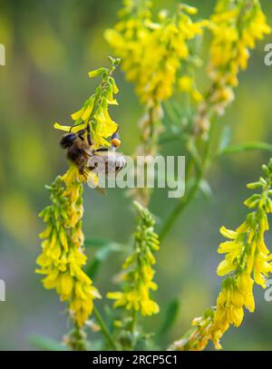 Biene auf gelben Wildblumen sammelt Nektar und Pollen Stockfoto