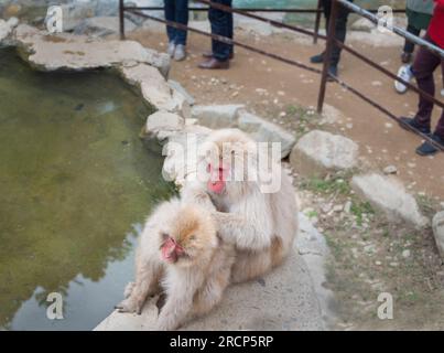 Zwei japanische Makaken-Affen, die sich durch die heiße Quelle im Jigokudani (Hell Valley) Snow Monkey Park in Nagano Japan pflegen. Stockfoto