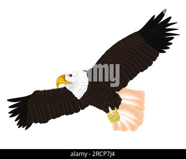 Adler um den Himmel jagen Stockfoto