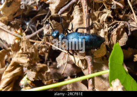 Der violette Ölkäfer Meloe violaceus ist eine Art Ölkäfer, die zur Familie Meloidae gehört. Diese Käfer sind in den meisten Teilen Europas, in EA, zu finden Stockfoto