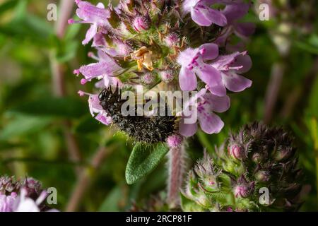 Vanessa Atalanta Raupe auf einer Thymianblume, in der natürlichen Umgebung. Stockfoto