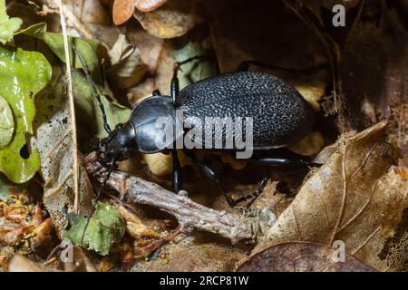 CaraBus coriaceus ist eine in Europa weit verbreitete Käferart, die vor allem in Laubwäldern und Mischwäldern zu finden ist. Nahaufnahme. Stockfoto