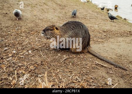 Nutria am Flussstrand im Winter. Myocastor Coypus, Maus mit großen Zähnen Stockfoto