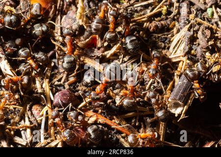 Ameisen aus rotem Holz bauen ein Nest Formica rufa. Rote Ameisenkolonie im Wald. Makrofoto.