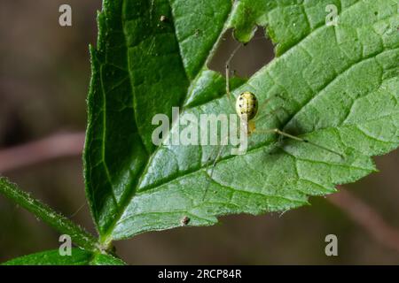 Verschlüsse der Spinne Enoplognatha ovata oder der ähnlichen Enoplognatha latimana, Familie Theridiidae. Auf der Unterseite eines Blattes aus gemeinem Ragwurz Jacoba Stockfoto