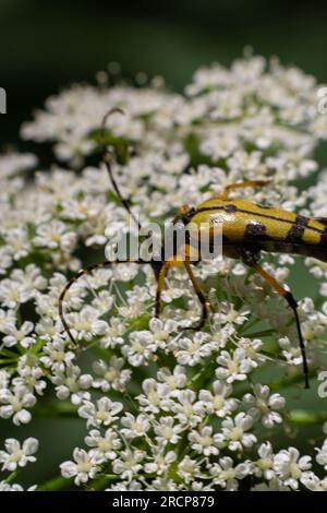 Nahaufnahme eines gefleckten Longhornkäfers, Leptura maculata auf der weißen Blume einer wilden Karotte, Daucus carota. Stockfoto