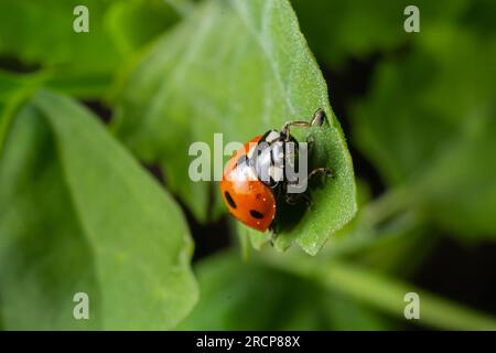 Makro des Frühlingsmilchkäfers Coccinella septempunctata auf grünem Blatt im Wald, natürliche Umwelt. Stockfoto