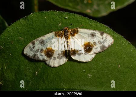 Der gefleckte Schmetterling abraxas sylvata breitet seine Flügel mit braunen Flecken aus. Stockfoto