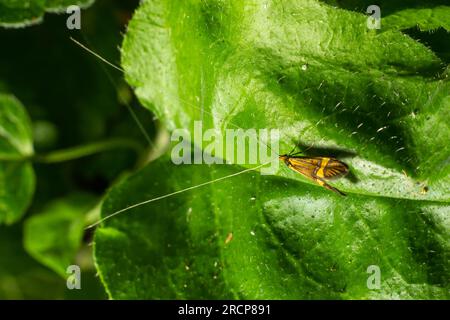 Tellow-verschließte Longhorn-Motte Nemaphora degeerella riesige Antenne. Stockfoto