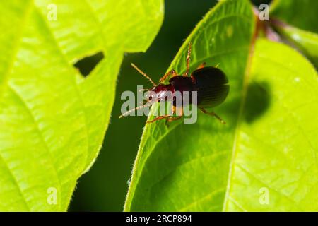 Kupferfarbener Käfer auf Gras in einer natürlichen Umgebung. Sommer, Traumtag. Stockfoto