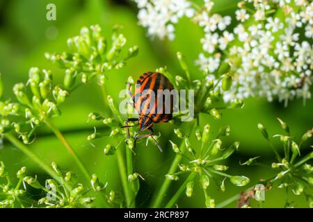 European Minstrel Bug oder Italian Striped Shield Insekt, Graphosoma lineatum, klettert auf einen Grashalm. Stockfoto