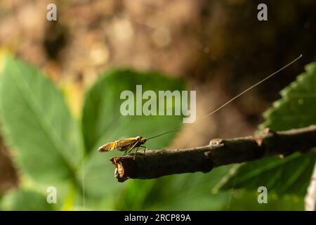 Tellow-verschließte Longhorn-Motte Nemaphora degeerella riesige Antenne. Stockfoto