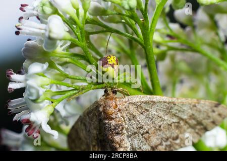 Goldene Krabbenspinne Misumena vatia auf einer Blume. Nahaufnahme der gelben Blumenkrabbenspinne Misumena vatia. Misumena vatia ist eine Art von Krabbenspinnen-Witz Stockfoto