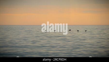 Tief fliegende Möwen über dem Meer kurz nach der Dämmerung. Stockfoto