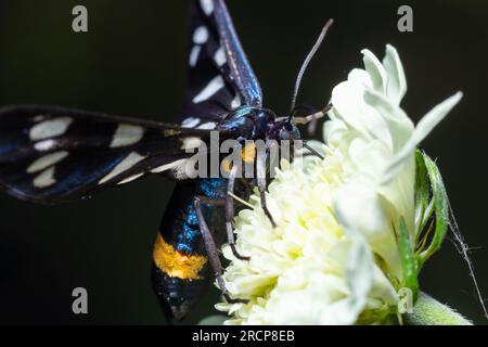 Neunfleckige Motte oder gelber Gürtel burnet, Amata phegea, vormals Syntomis phegea, Makro in Unkraut, selektiver Fokus, Oberer Freiheitsgrad Stockfoto