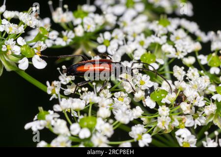 Der gemeine rote Käfer Rhagonycha fulva, auch irreführend als Blutsaugerkäfer bekannt, ist eine Art von Soldatenkäfer Cantharidae. Stockfoto