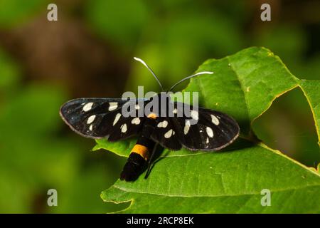 Neunfleckige Motte oder gelber Gürtel burnet, Amata phegea, vormals Syntomis phegea, Makro in Unkraut, selektiver Fokus, Oberer Freiheitsgrad Stockfoto