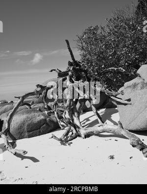 Schwarz und Weiß von Felsbrocken und verrotteten Zweigen in der Nähe des Strandes, Mahe Seychelles Stockfoto