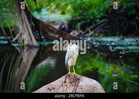 Schwarzer Nachtreiher auf Felsen in der Nähe der Mangroven, Mahe Seychellen Stockfoto