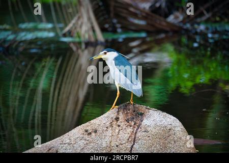 Schwarzer Nachtreiher auf Felsen in der Nähe der Mangroven, Mahe Seychellen Stockfoto