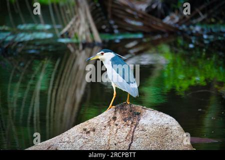 Schwarzer Nachtreiher auf Felsen in der Nähe der Mangroven, Mahe Seychellen Stockfoto