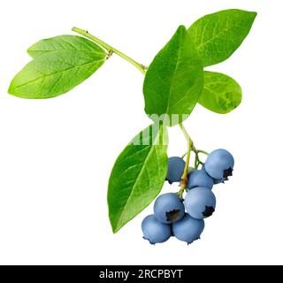 Reife Blaubeeren hängen an einem Zweig, isoliert auf Weiß Stockfoto