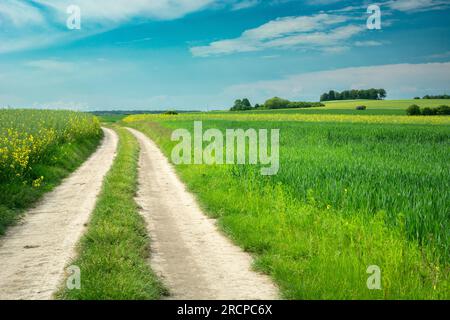 Unbefestigte Straße durch grüne Felder und blauen Himmel, Juni-Tag, Staw, Ostpolen Stockfoto
